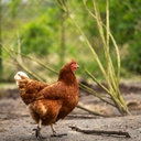 Kinderboerderij De Gele Berg